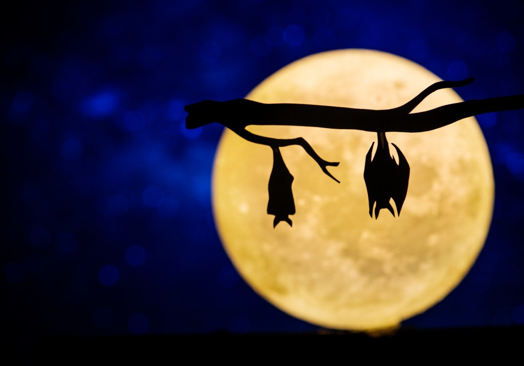 Чудношумски забавни факти&nbsp;6